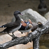 神戸市立王子動物園