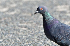 シグマ C　１５０～６００mm