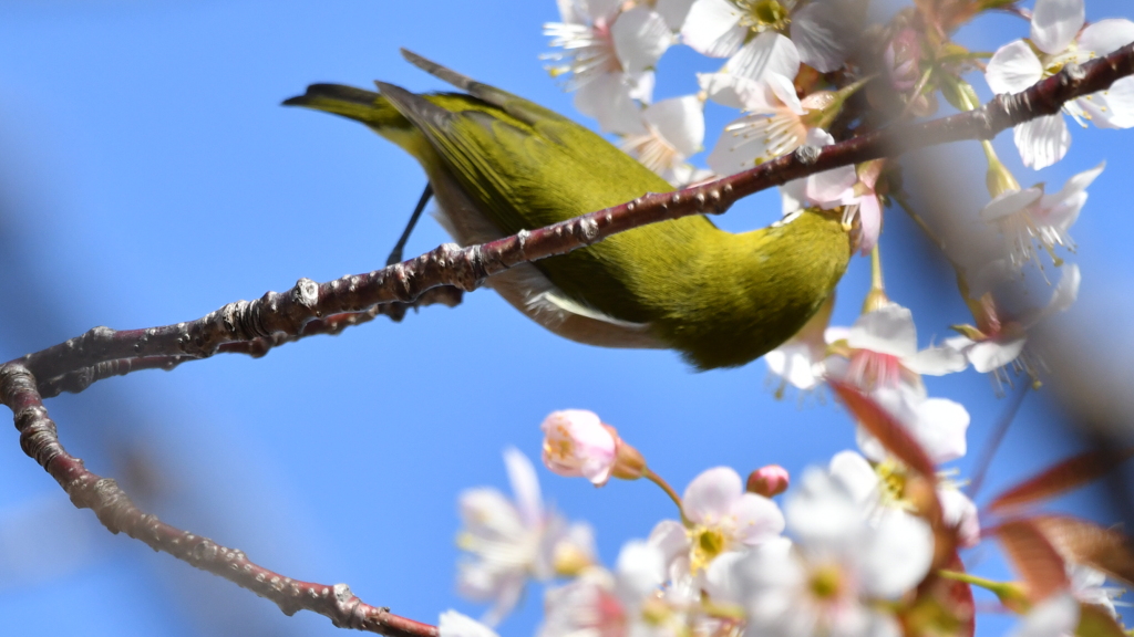 花鳥風月