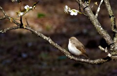 大阪万博記念公園　梅林　ニシオジロビタキ