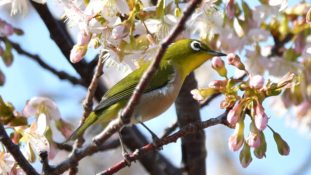 花鳥風月