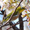 花鳥風月