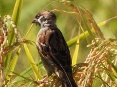 野鳥を楽しんでます