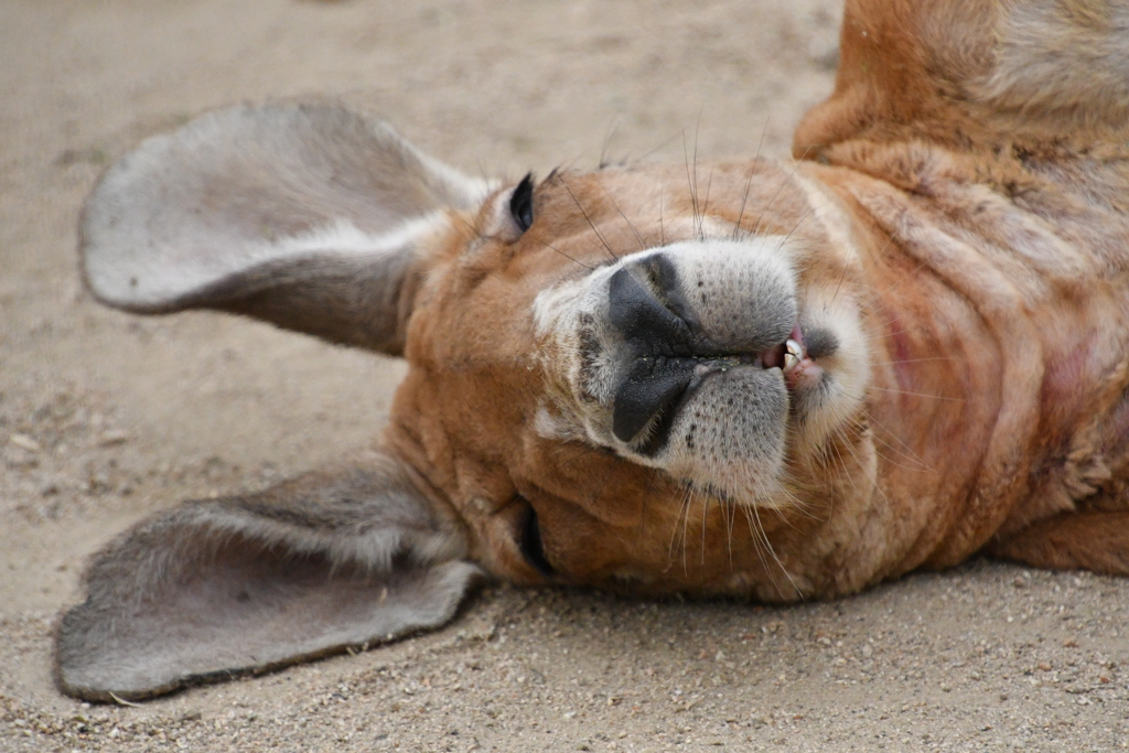神戸市王子動物園