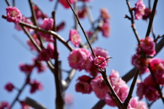 東風吹かば、匂いをこせよ梅の花～～～～