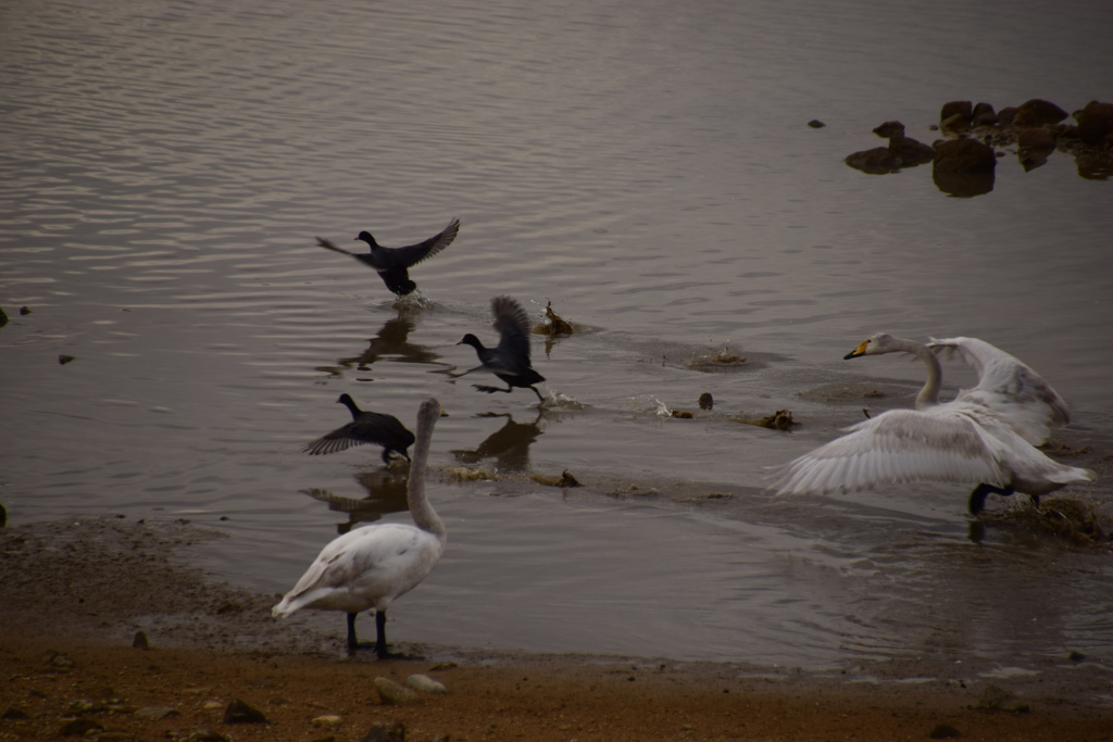 ハクチョウ狂騒曲