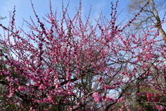 東風吹かば、匂いをこせよ梅の花～～～～