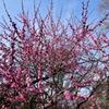 東風吹かば、匂いをこせよ梅の花～～～～