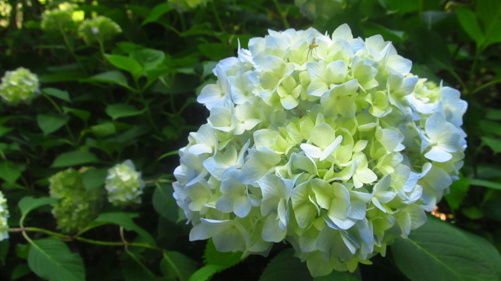 兵庫県　神戸市森林植物園