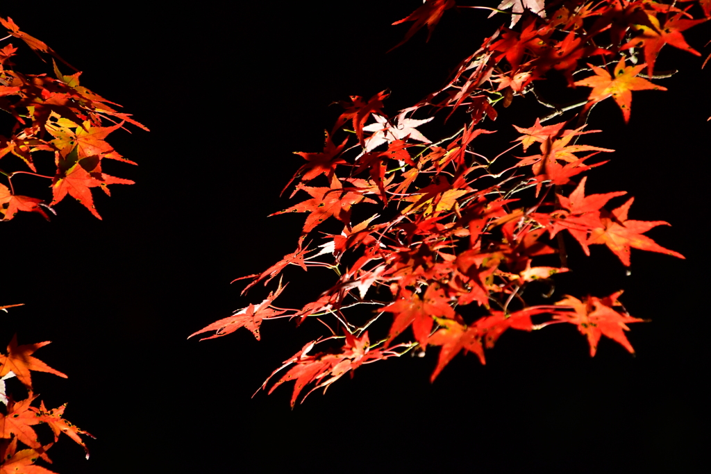 最上山もみじ祭り　兵庫県宍粟市