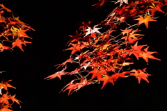 最上山もみじ祭り　兵庫県宍粟市