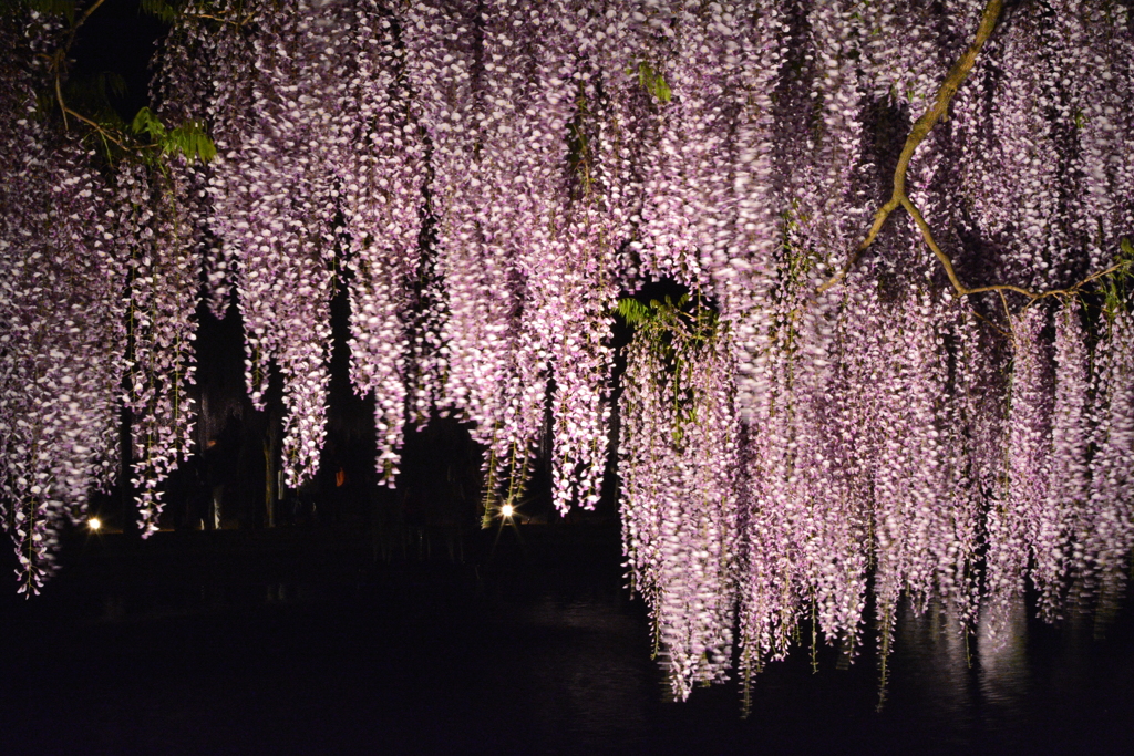 兵庫県朝来市　大町藤公園２０１７