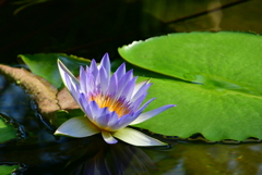 ベトナムからの友好の蓮　　大阪市　咲くやこの花館