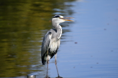 お彼岸の万博公園