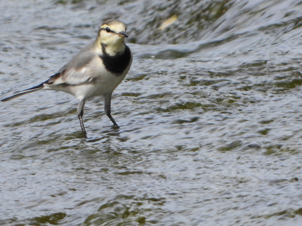 野鳥を楽しんでます