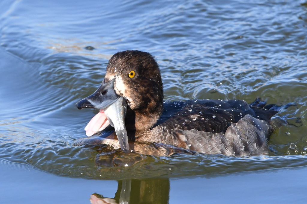 カモは魚を食べる？