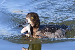 カモは魚を食べる？