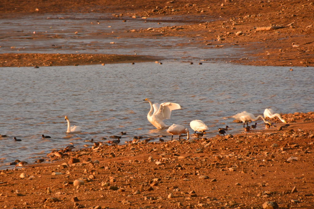 オオハクチョウ飛来　兵庫県福崎町長池