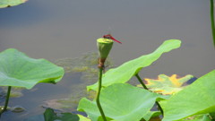 兵庫県　平池公園