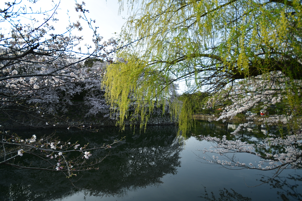 春爛漫　彦根城