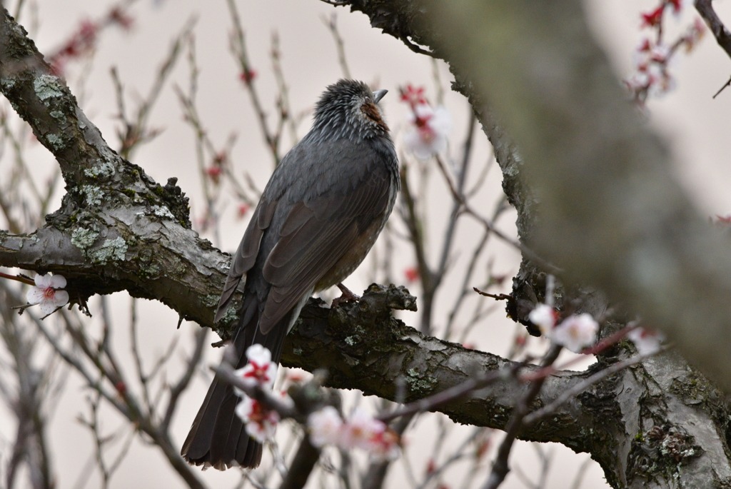 緑地公園に春が来た