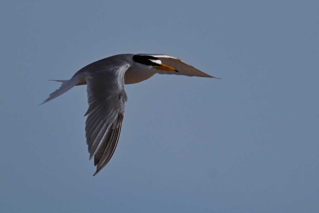 DSC_1283 (1)