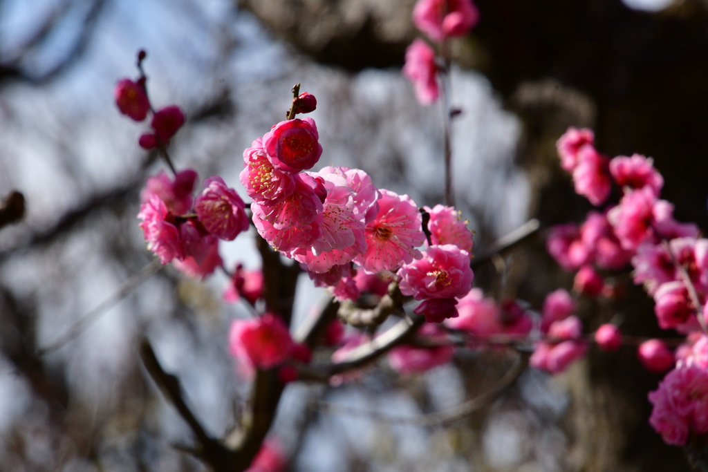 東風吹かば、匂いをこせよ梅の花～～～～