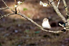 大阪万博記念公園　梅林　ニシオジロビタキ