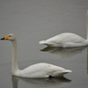 白鳥の湖
