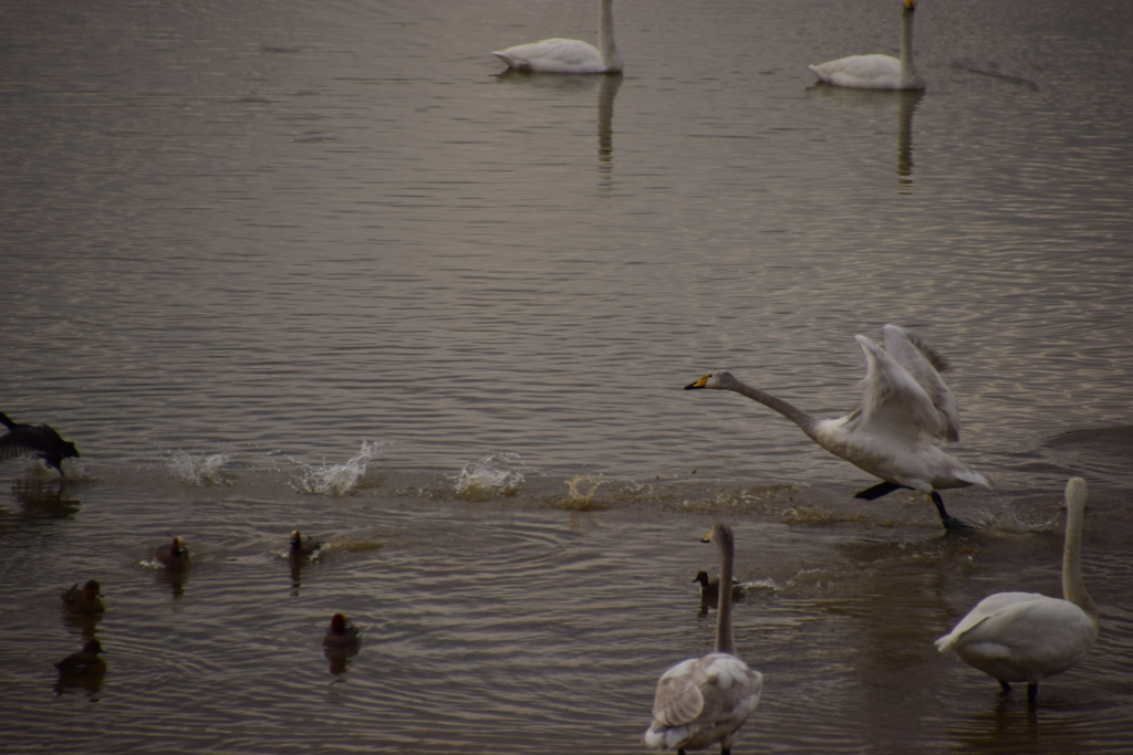 ハクチョウ狂騒曲