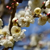 東風吹かば、匂いをこせよ梅の花～～～～