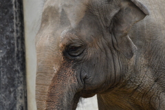 神戸市王子動物園