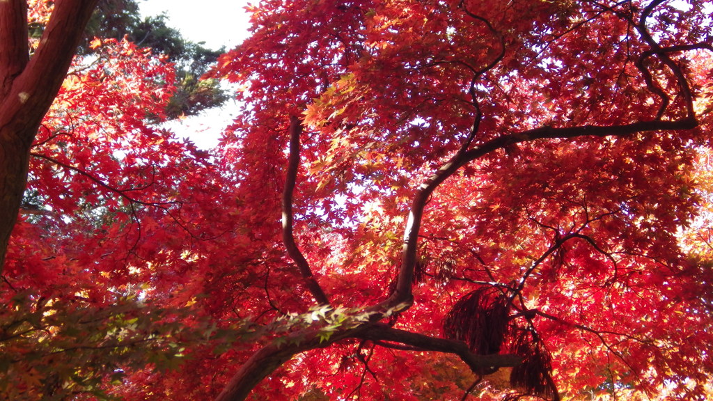 有馬温泉の紅葉