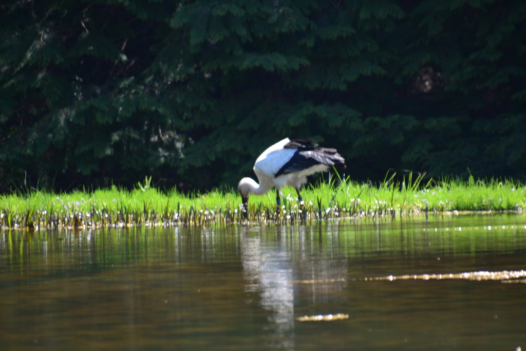 但馬　コウノトリ