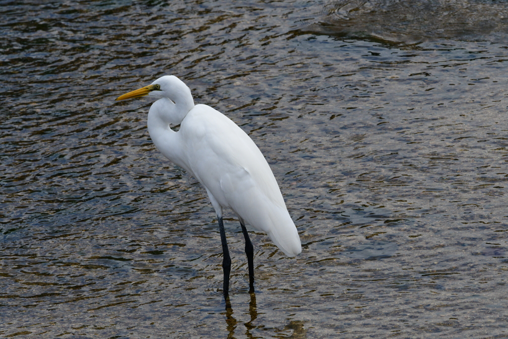 西宮市夙川河口　野鳥の楽園