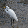 西宮市夙川河口　野鳥の楽園