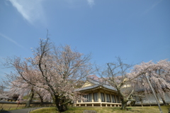 醍醐の花見