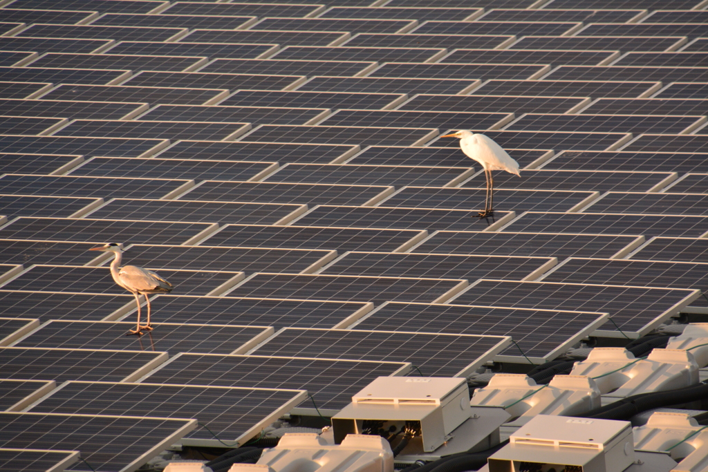 オオハクチョウ飛来　兵庫県福崎町長池