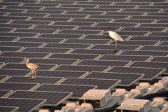 オオハクチョウ飛来　兵庫県福崎町長池