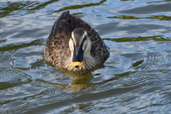 お彼岸の万博公園