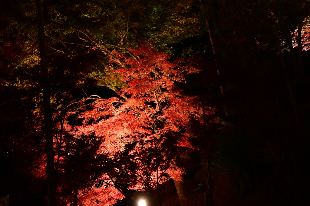 最上山もみじ祭り　兵庫県宍粟市