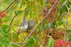 神戸森林植物園