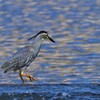 初夏　武庫川のササゴイ