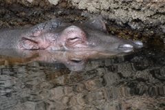 神戸市王子動物園