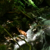 滝登りの鹿