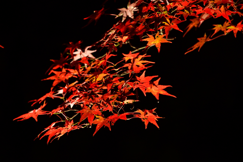 最上山もみじ祭り　兵庫県宍粟市