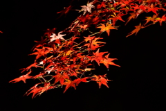 最上山もみじ祭り　兵庫県宍粟市