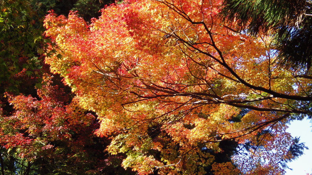 有馬温泉の紅葉