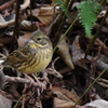 都市公園で出会った小鳥