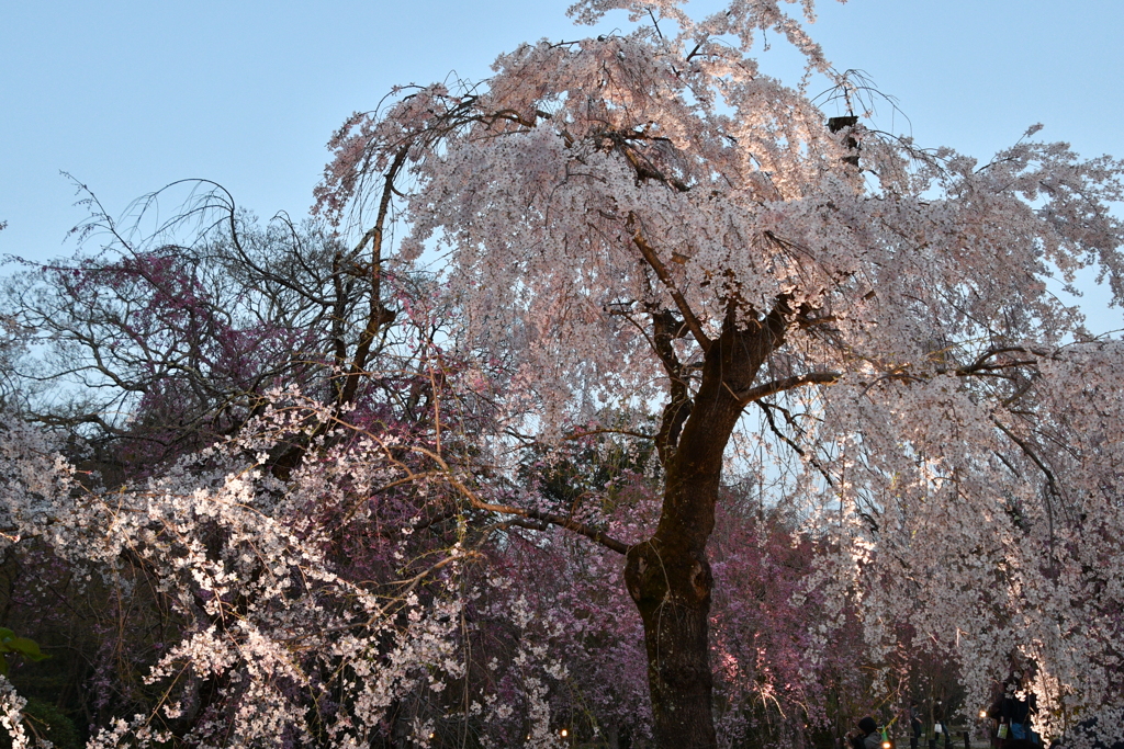 京都府立植物園　ライトアップ